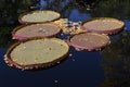 Victoria Longwood Hybrid waterlilyÃ¢â¬â¢s huge circular leaves